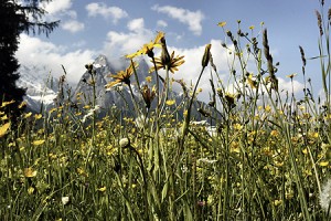 Blumenwiese, Garmisch-Partenkirchen, Zugspitzmassif, Mai 2004